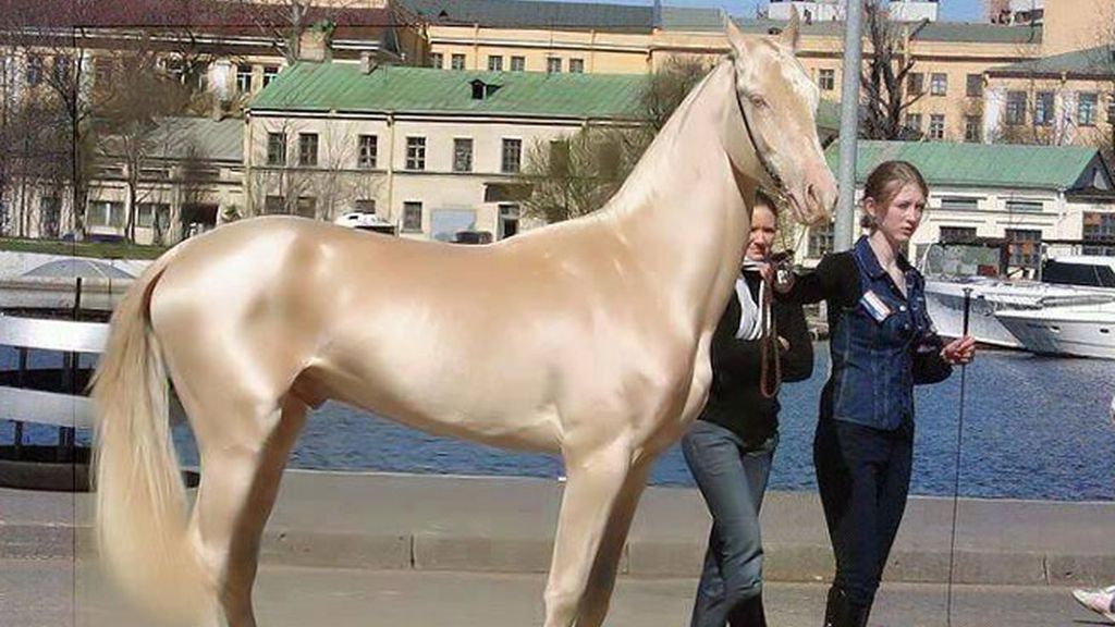 El caballo más bonito del mundo, una especie con solo 1.250 ejemplares en el mundo