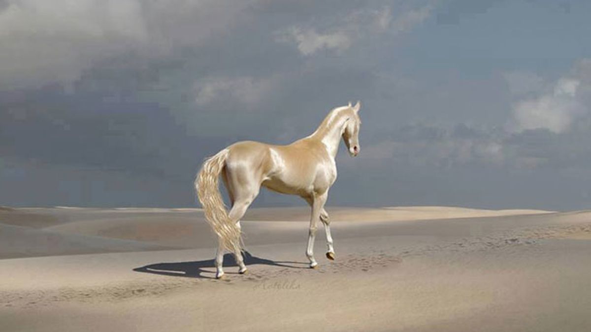 El caballo más bonito del mundo, una especie con solo 1.250 ejemplares en el mundo