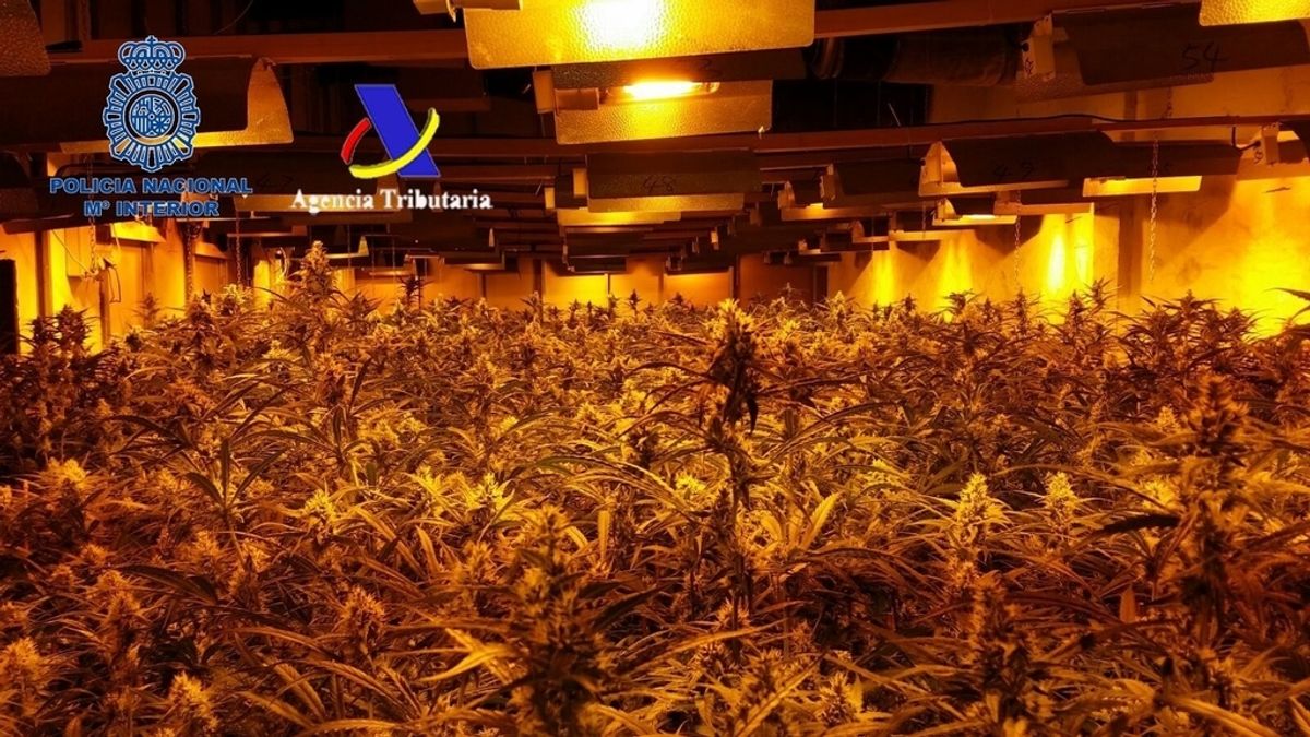 Intervienen 17.000 plantas de marihuana y arrestan a 12 personas en Madrid