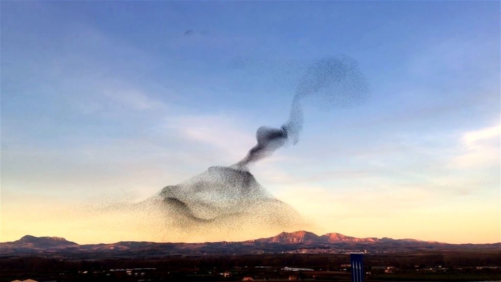Hipnotizante vídeo de una bandada de pájaros volando al unísono