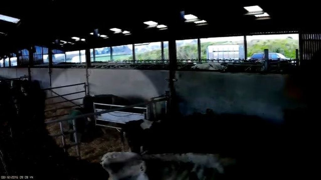 Denuncian con un vídeo brutales palizas a vacas y terneros recién nacidos
