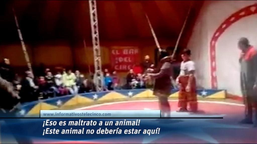 Bronca entre animalistas y trabajadores de un circo en Navarra