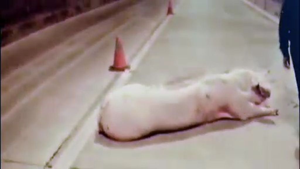 Un cerdo de 200 kilos, a punto de ser atropellado en un túnel en China