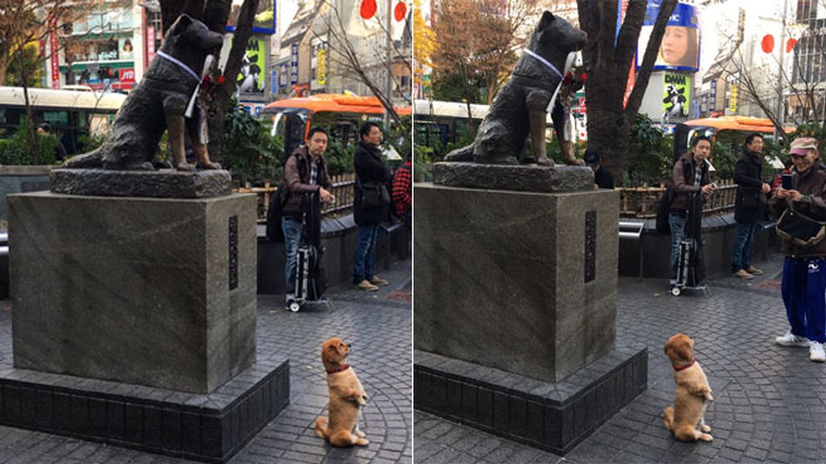 El posado de un perro le quita el protagonismo a Hachikō, el can más fiel