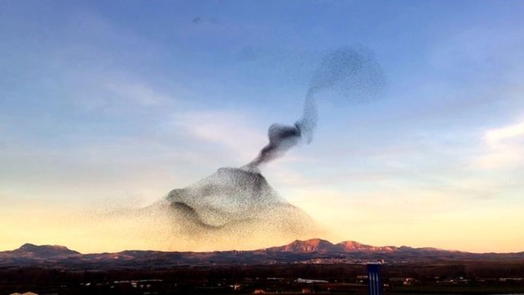 Hipnotizante vídeo de una bandada de pájaros volando al unísono
