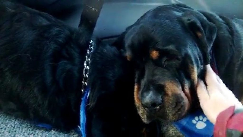 Un Rottweiler llora desconsolado por la muerte de su hermano