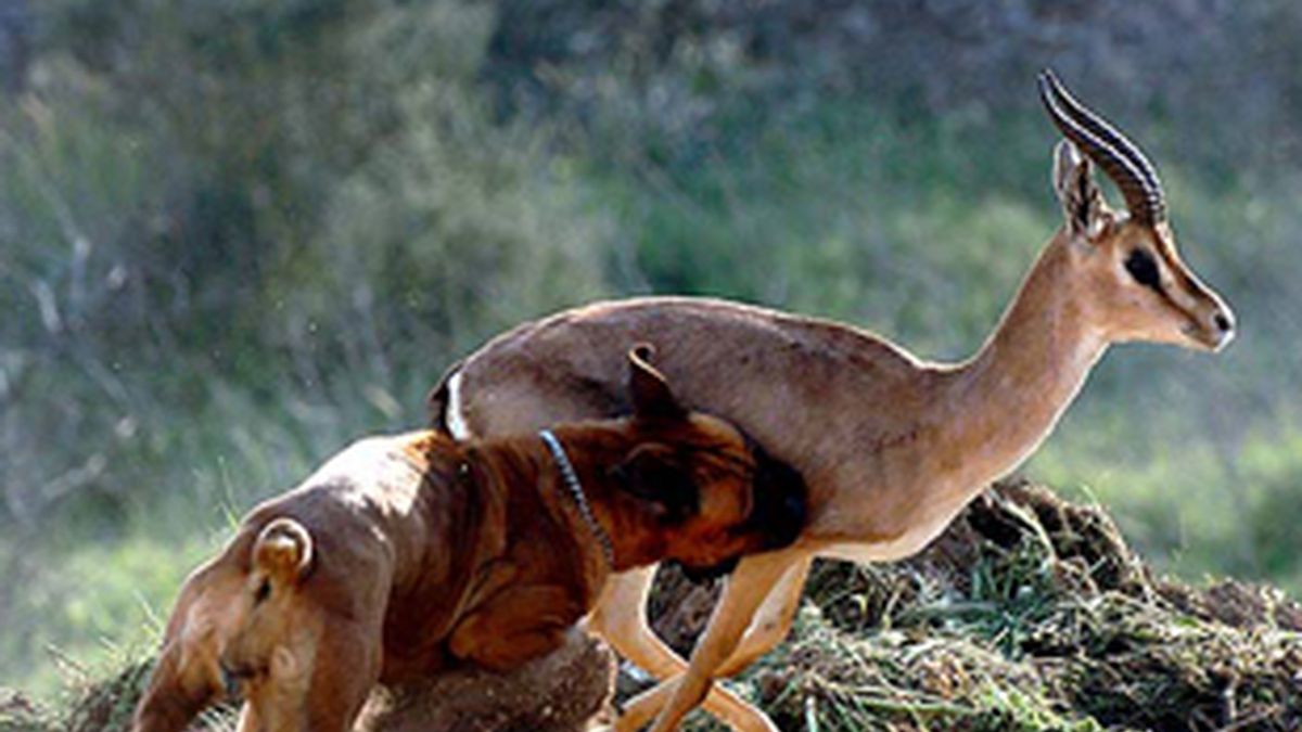 Desde África a Oceania, pasando por Europa, muchos cazadores usan perros. Foto: EFE.