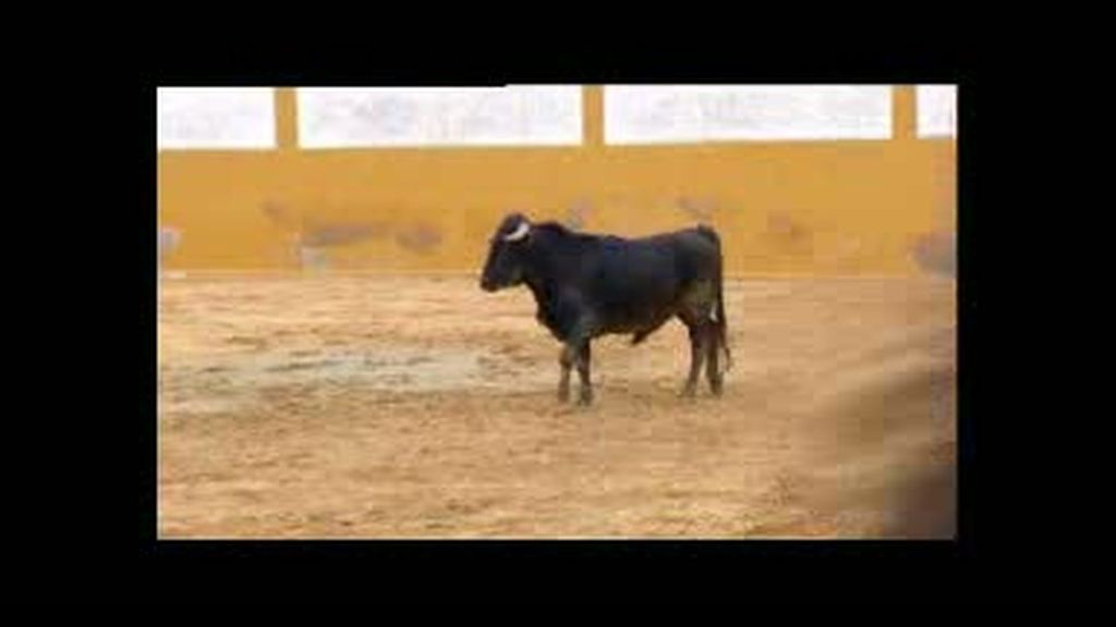 Cogida toreando