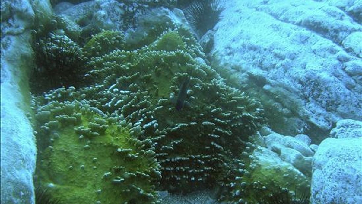 Fotografía del coral tropical cedida por el equipo de científicos que lo ha descubierto en aguas de la costa de Tenerife. EFE