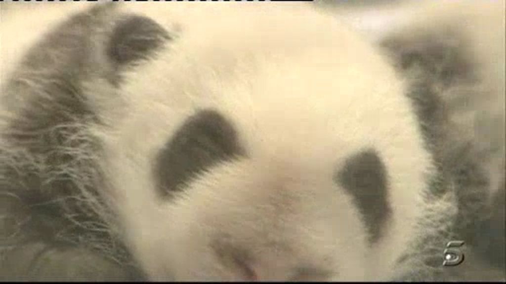 Los pandas madrileños se presentan
