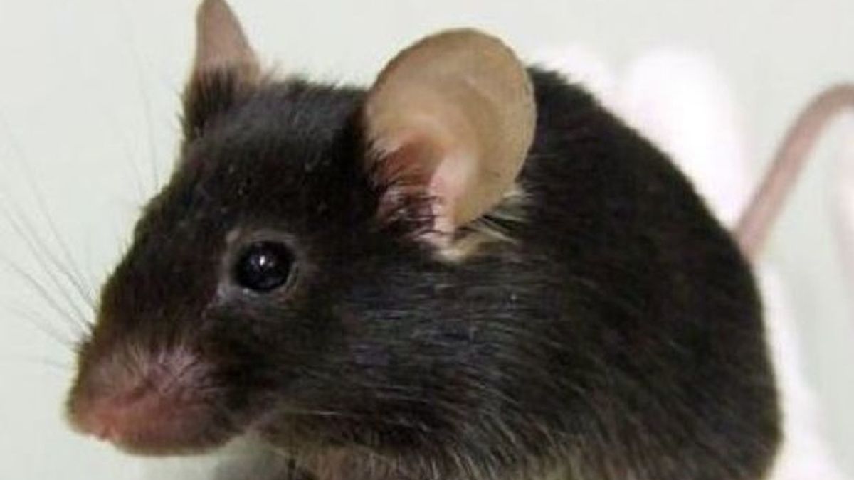 Uno de los cien ratones que trina como los pájaros gracias a una mutación genética conseguida por científicos japoneses. Foto Universidad de Osaka Uno de los cien ratones que trina como los pájaros gracias a una mutación genética conseguida por científicos japoneses. Foto Universidad de Osaka
