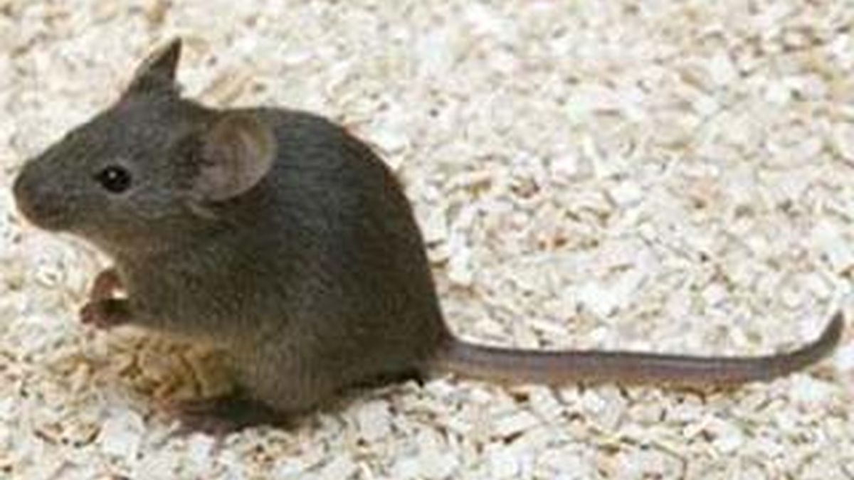 Uno de los tres ratoncitos clonados. Foto:UAB