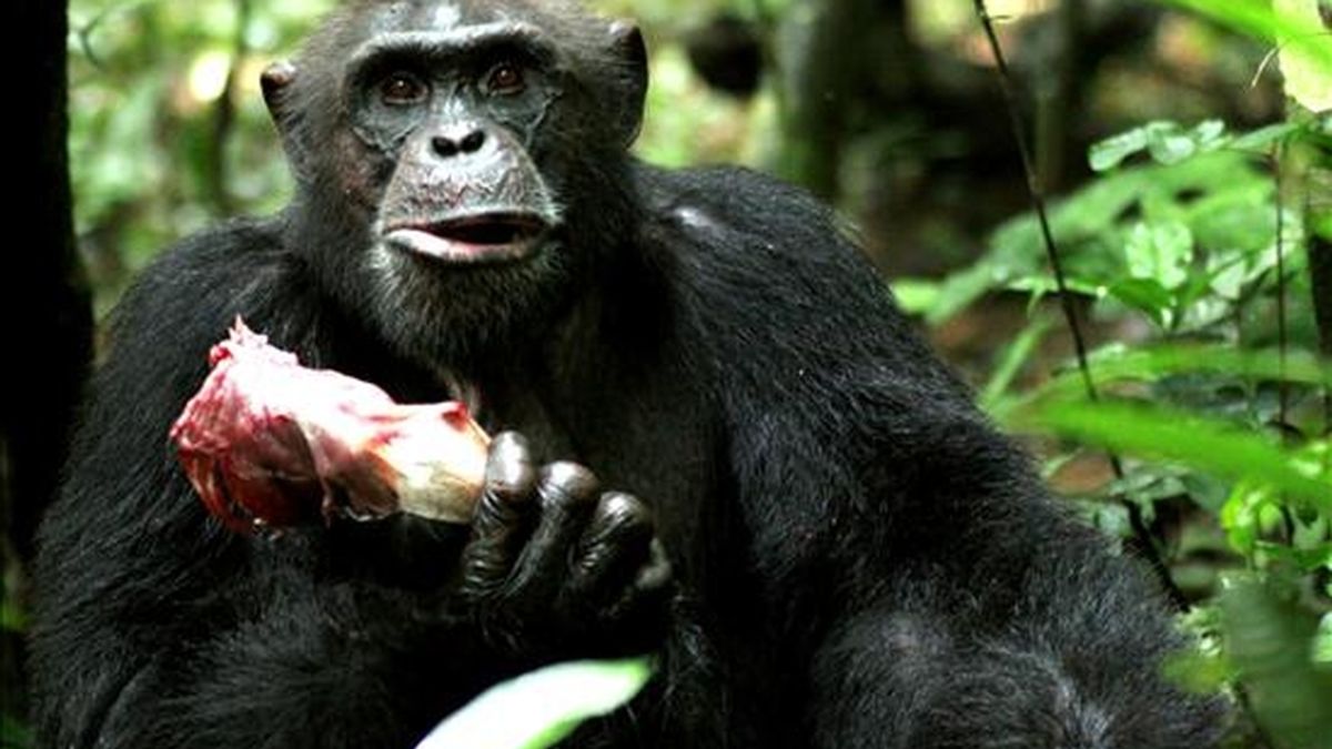 Un chimpancé adulto de sexo masculino sostiene en la mano una pieza de carne en el Parque Tai de Costa de Marfil. EFE