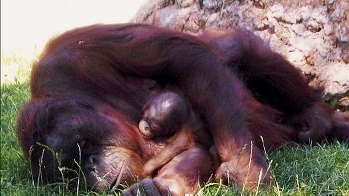 El Zoo Aquarium de Madrid ha sido escenario, por primera vez en su historia, del nacimiento de una cría de orangután de Borneo, que se encuentra en buen estado junto a su madre y demás miembros de su especie. EFE