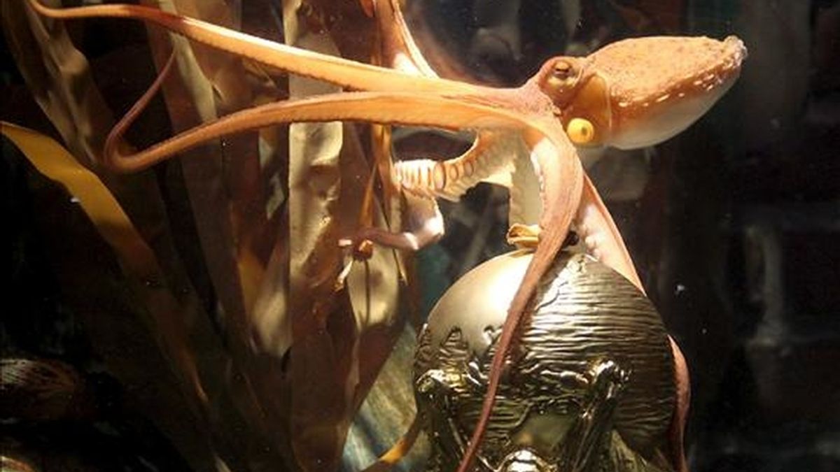 El pulpo Paul se apoya sobre una réplica de la copa del Mundo 2010 en el acuario Sea Life de la localidad alemana de Oberhausen, este 12 de julio. EFE