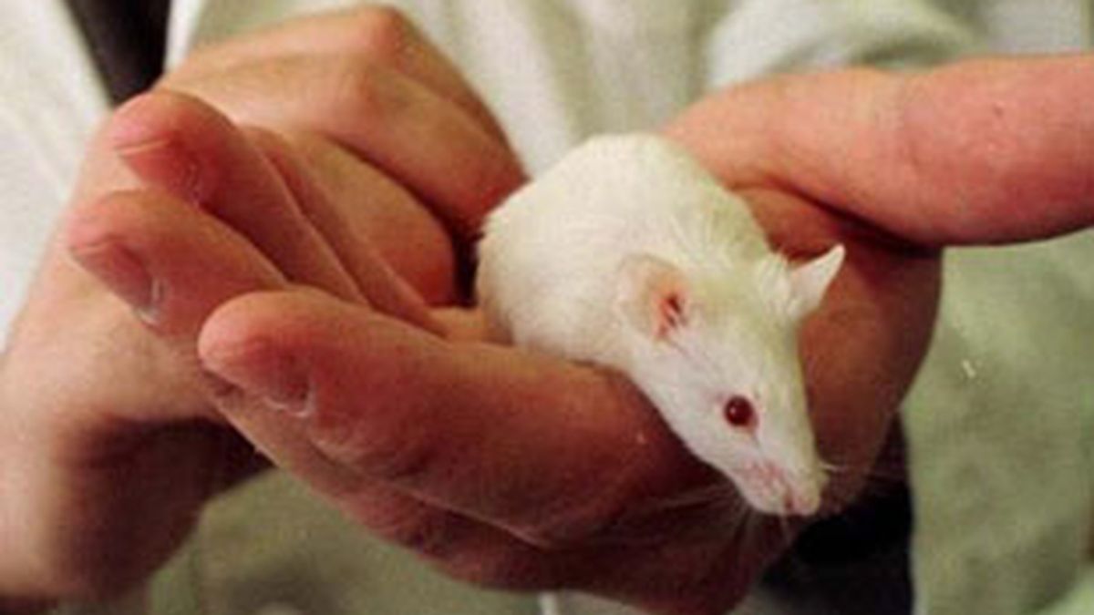 Científicos de EEUU crean ratones a través de dos machos.