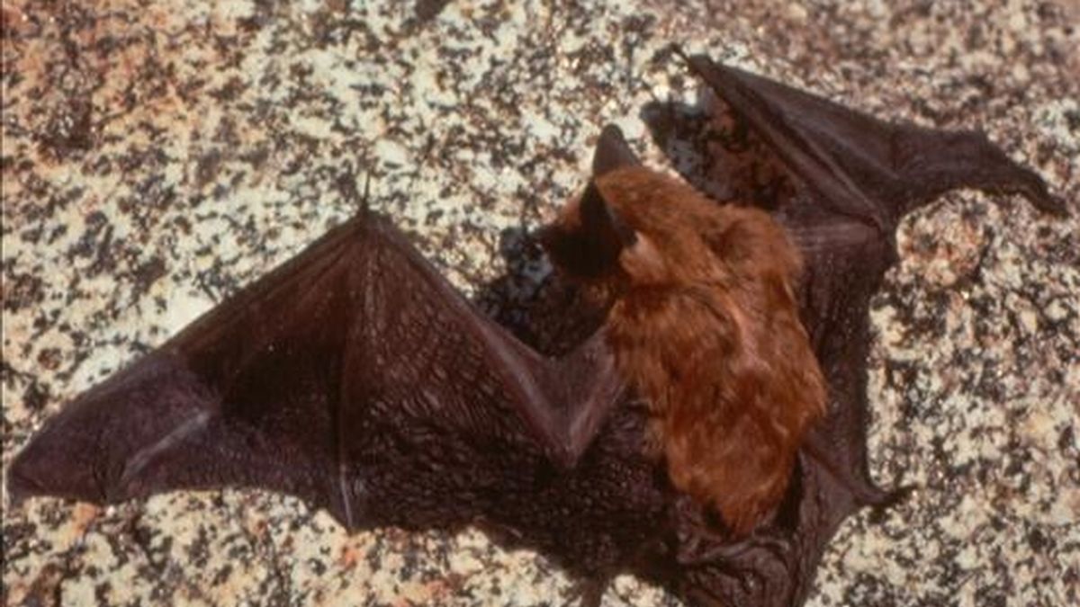 Los murciélagos responsables de las mordidas son de la especie hematófaga: se alimentan de sangre con ataques que no son sentidos por sus víctimas. EFE/Archivo