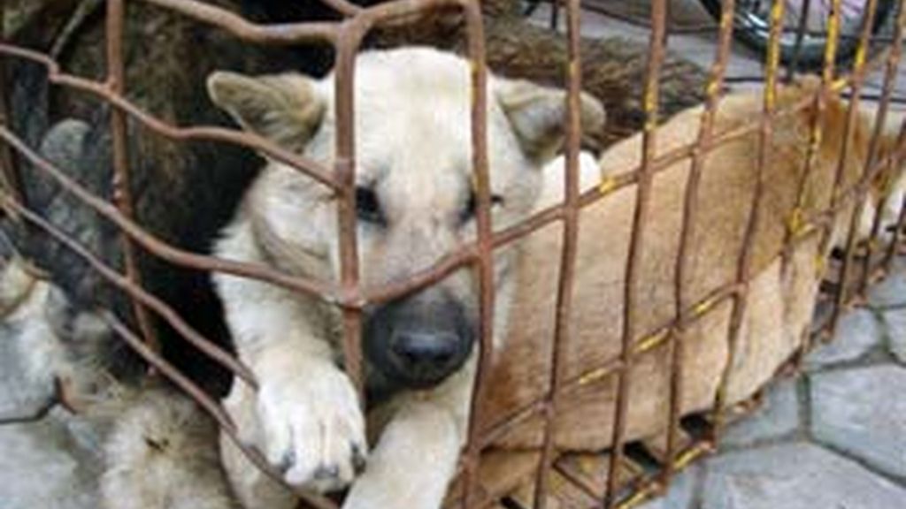 Los hechos juzgados se remontan a diciembre de 2008, cuando el acusado decidió deshacerse de su perro de una forma extremadamente cruel. Los hechos juzgados se remontan a diciembre de 2008, cuando el acusado decidió deshacerse de su perro de una forma extremadamente cruel.