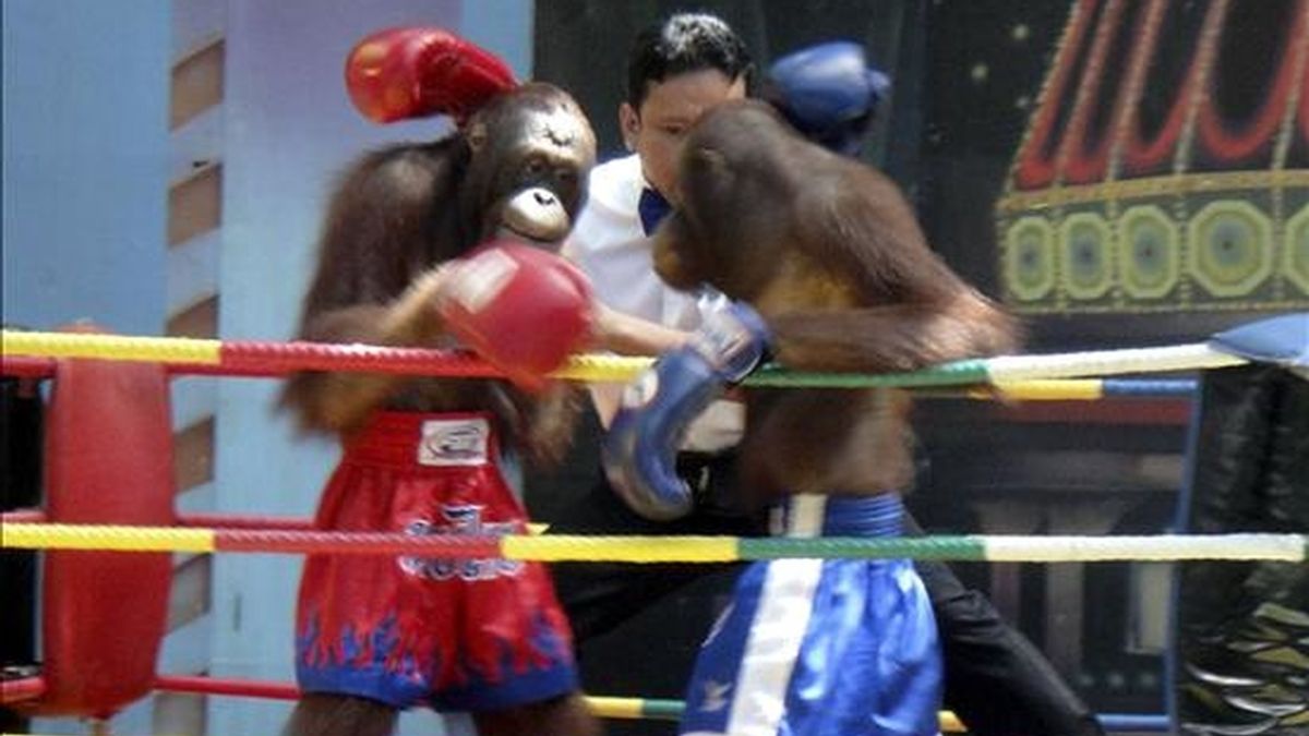 Prohibidos en su día por las denuncias de torturas de los conservacionistas, los orangutanes que protagonizan un espectáculo de boxeo tailandés se han convertido de nuevo en una de las mayores atracciones de un parque temático de Bangkok. EFE