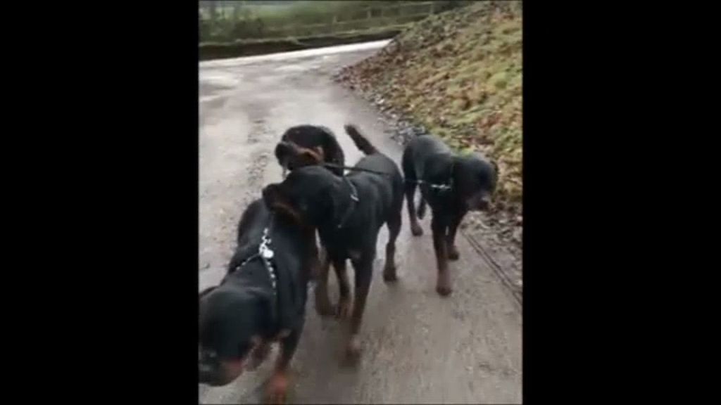 Estos perros no necesitan dueño, su 'colega' rottweiler les pasea con correa