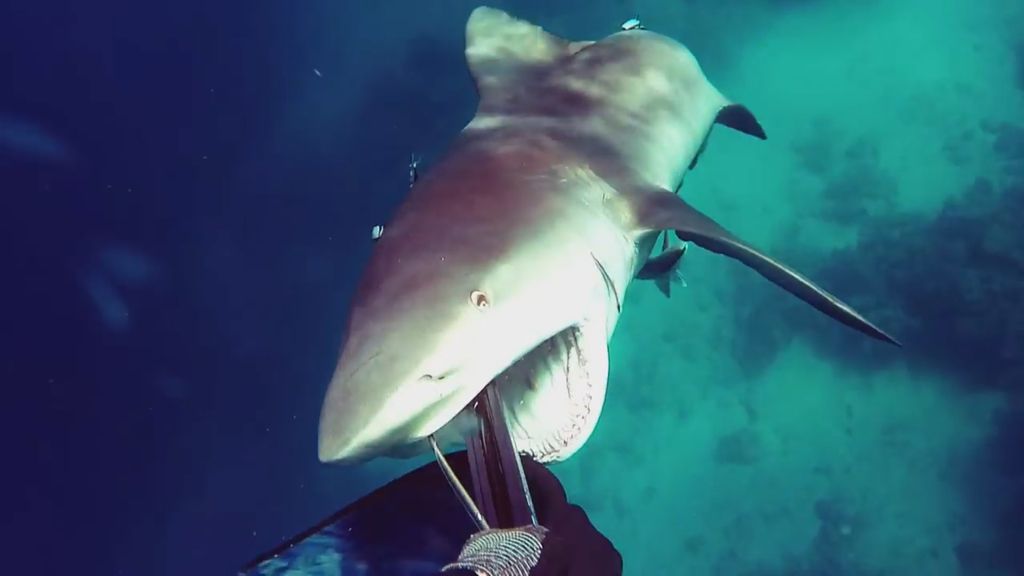 Un buzo graba cómo sobrevive al ataque de un tiburón