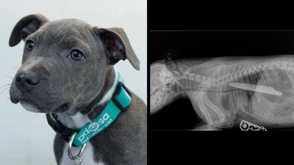 Un tierno cachorro sobrevive después de comerse un cuchillo de 20 centímetros Un tierno cachorro sobrevive después de comerse un cuchillo de 20 centímetros