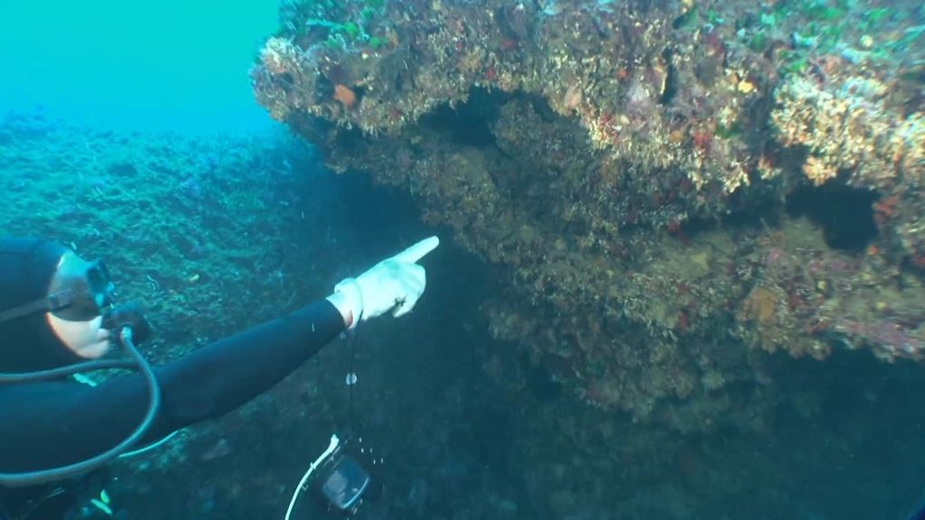 Calleja se sumerge en las profundidades de Menorca en busca del coral rojo
