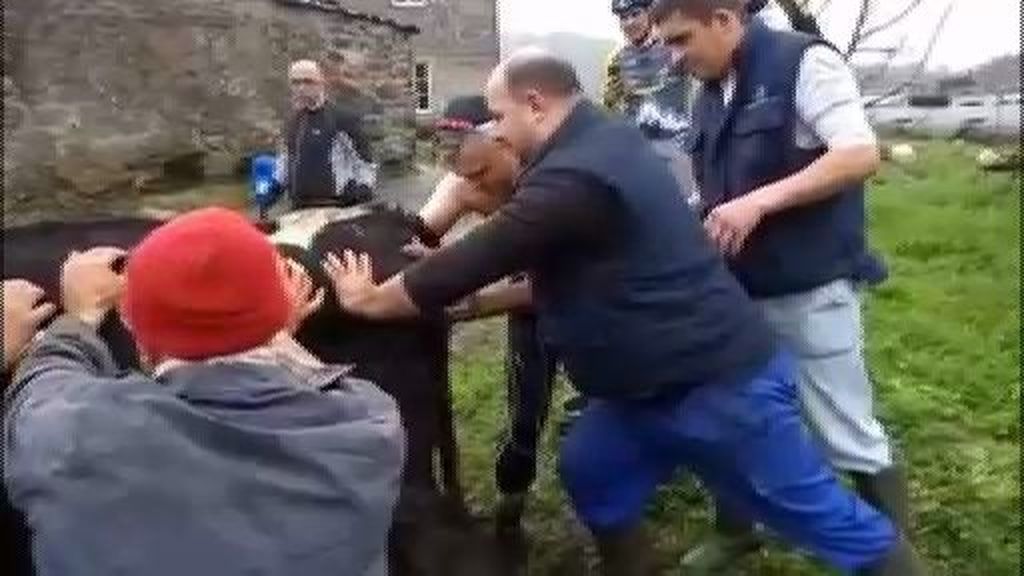 Salieron a dar un paseo en bicicleta y terminaron asistiendo al parto de una vaca