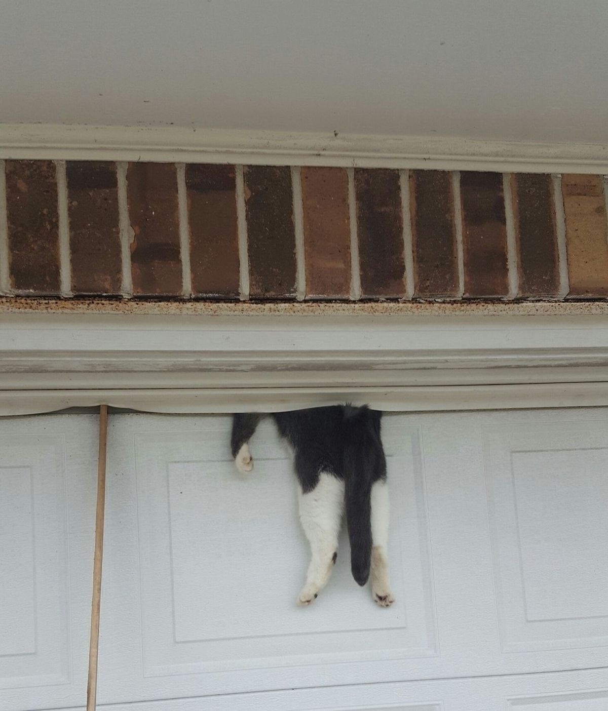 El delicado rescate de un gato atrapado en la puerta de un garaje
