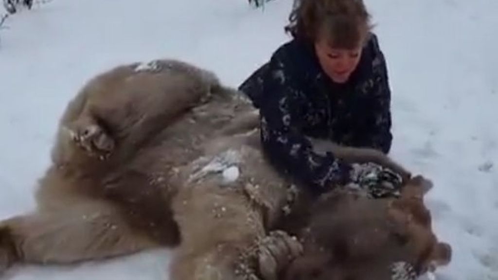 Steve, un oso tan manso que parece un perro