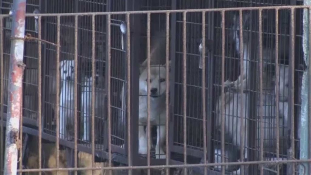 Rescatados 200 perros destinados a consumo humano en una granja surcoreana