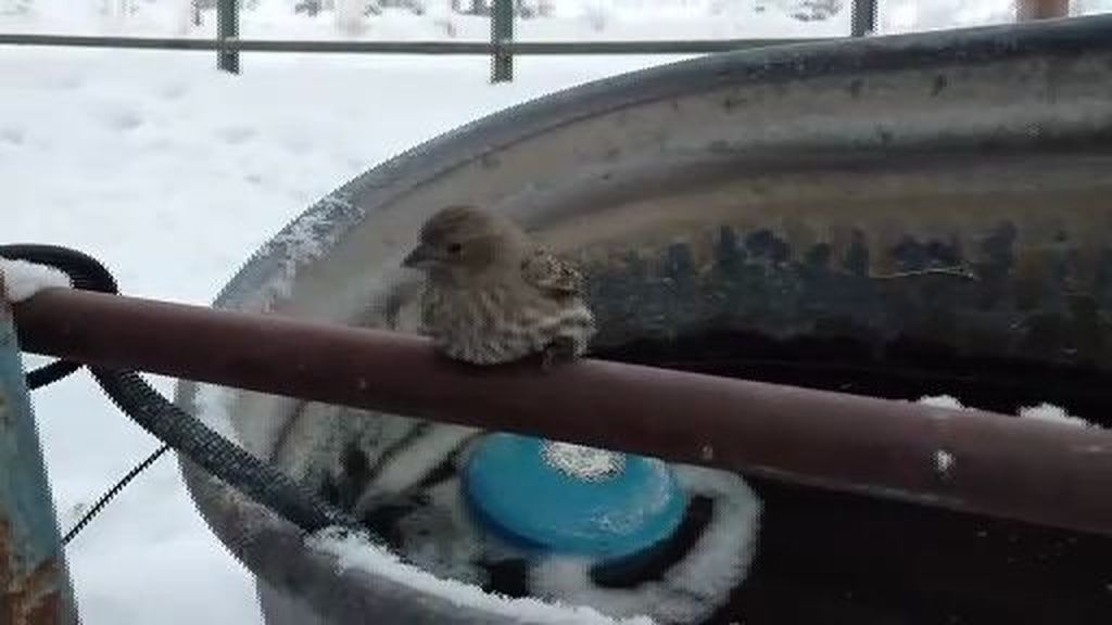 Salva un gorrión de morir congelado