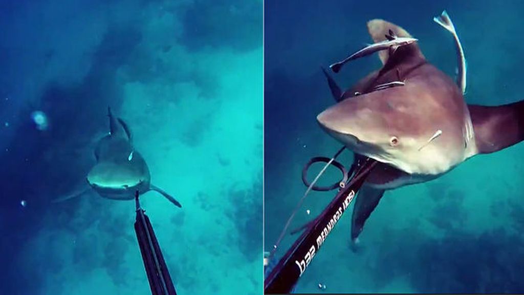 Salva su vida de milagro tras el brutal ataque de un tiburón toro