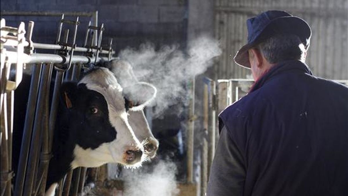 Un ganadero, en una explotación cercana a Millán, cuida de sus vacas en el establo, en una mañana de mucho frío en toda la región. EFE