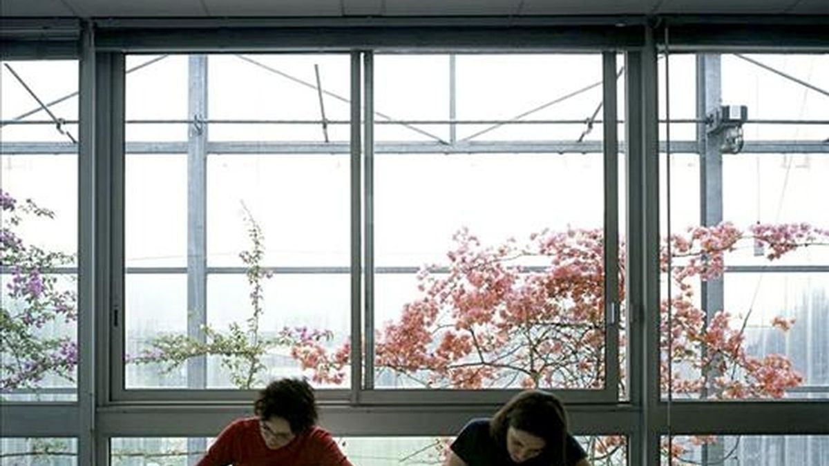 En la imagen, interior de la Universidad de las Artes y las Ciencias Humanas de Grenoble (2001) y de su muro-invernadero, uno de los elementos característicos del arte bioclimático de los arquitectos Lacaton & Vassal. EFE