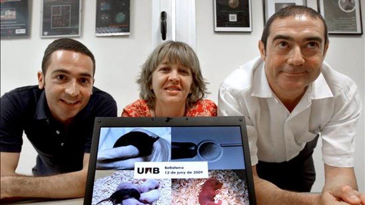 Los investigadores, Nuno Costa (i), Elena Ibáñez (c), y José Santaló (3), en el laboratorio de la Universidad Autónoma de Barcelona donde trabajan y han realizado la clonación de varios ratones, un experimento que se ha realizado por primera vez en España. EFE