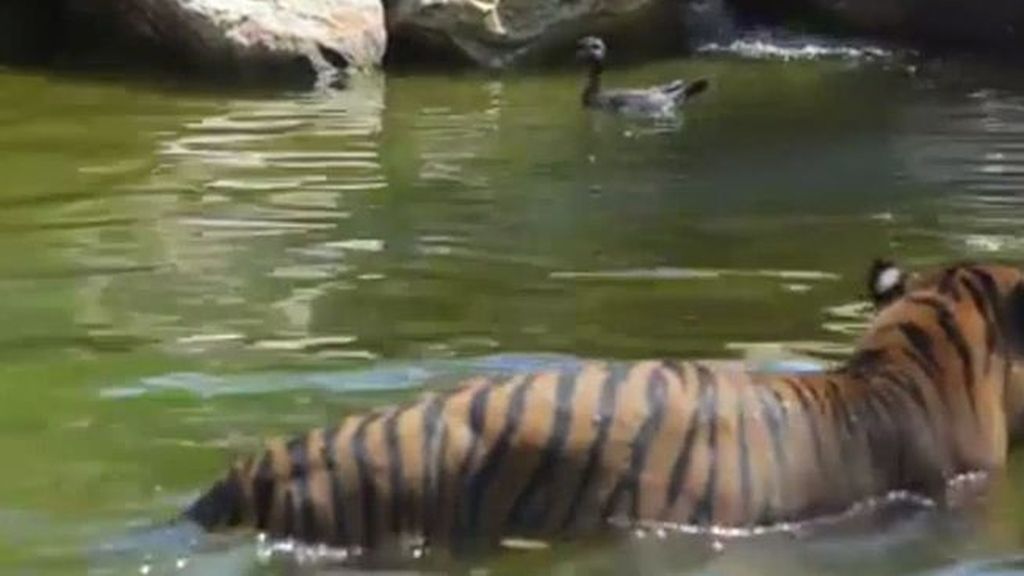 El pato más valiente del mundo: juega con un tigre y sale vivo
