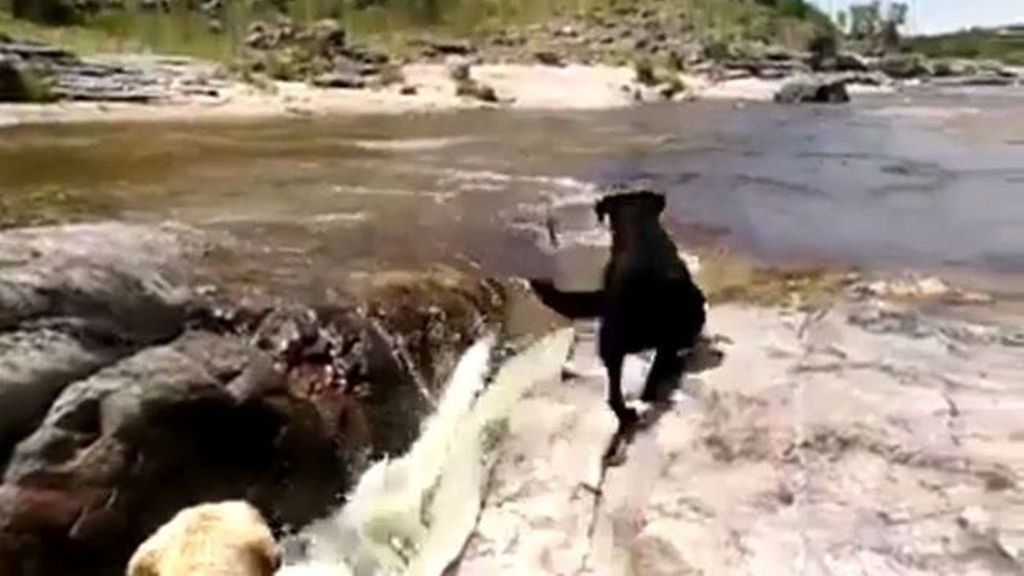 El perro que rescata a su 'amigo' de morir ahogado por la corriente del río