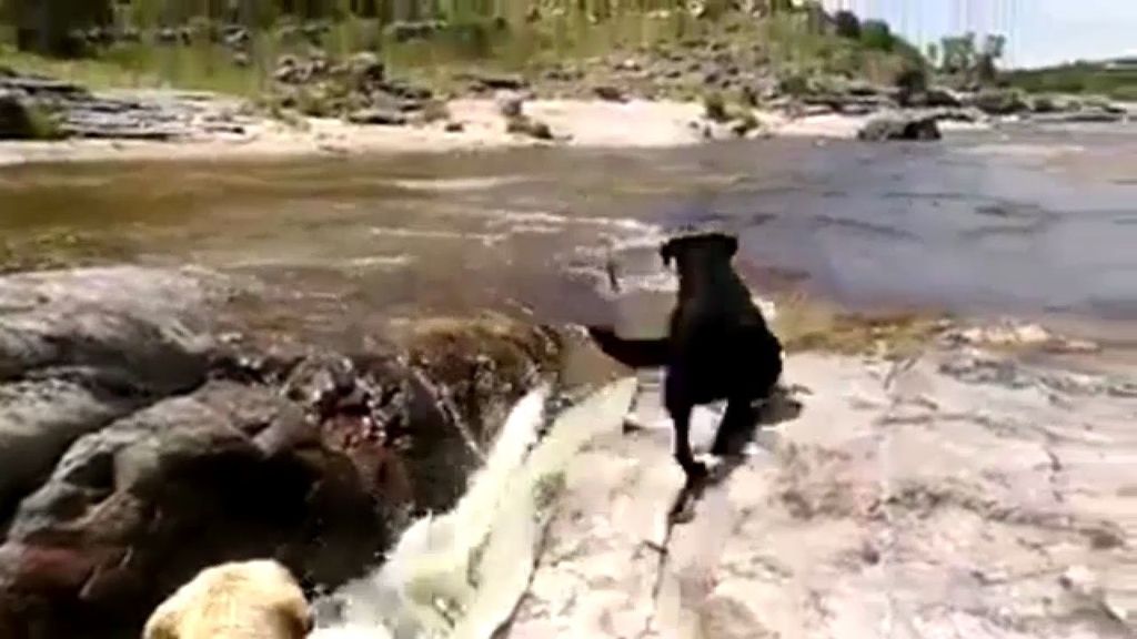 El perro que rescata a su 'amigo' de morir ahogado por la corriente del río