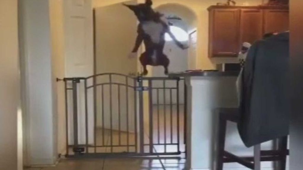 El perro campeón en salto de altura