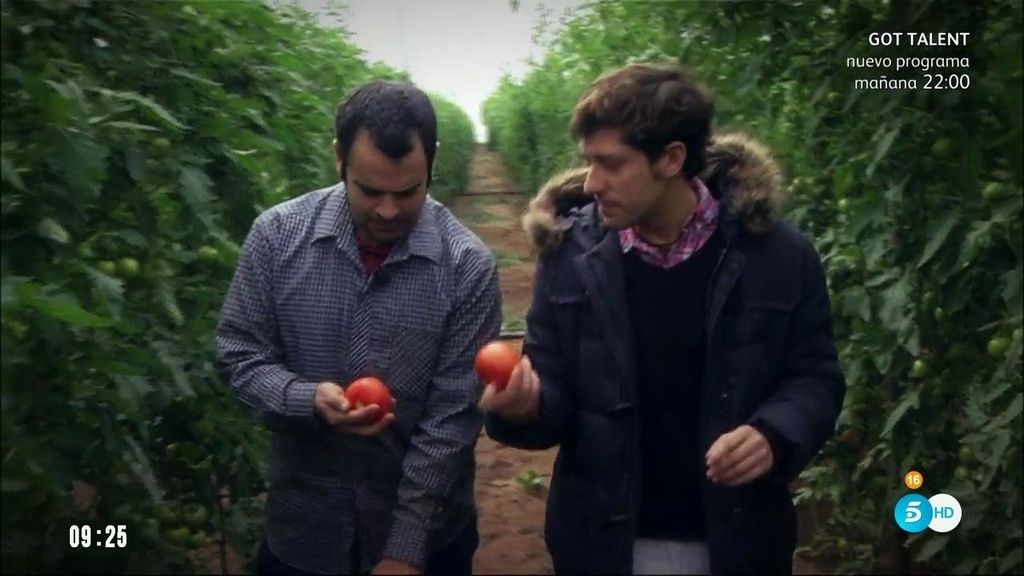 De la tomatera al mercado: Los precios van subiendo en la cadena de producción