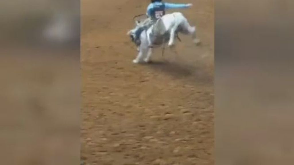 Un caballo de rodeo muere en el acto al estrellarse contra una pared