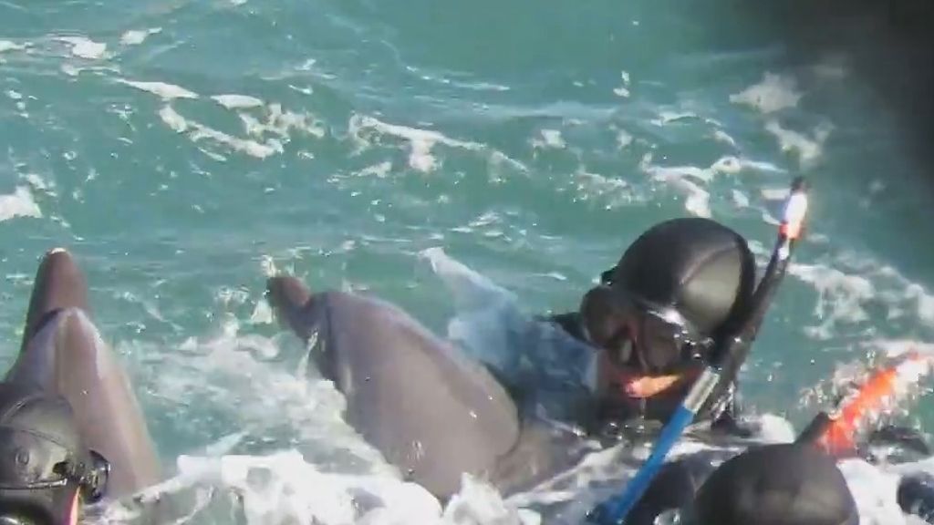 Unos cazadores despojan a una cría de delfín de su madre