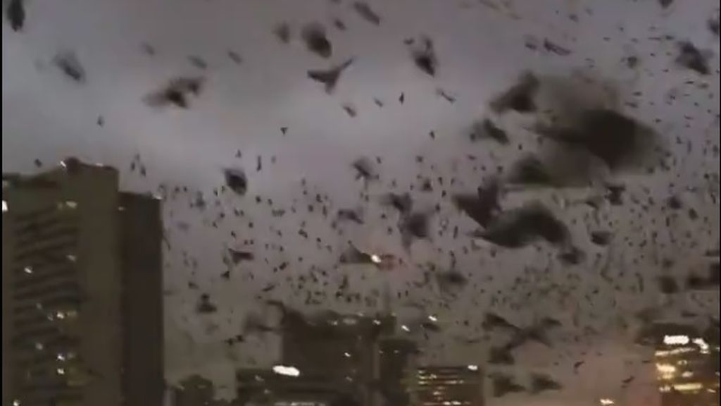 Una espeluznante bandada de pájaros cubre por completo el cielo de Houston