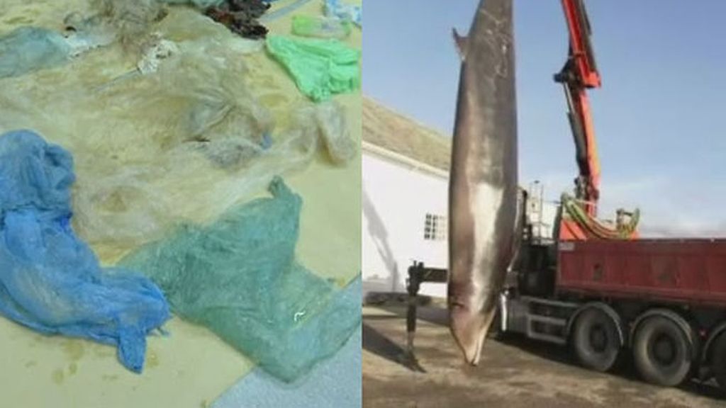 Encuentran 30 bolsas de plástico en el estómago de una ballena en Noruega