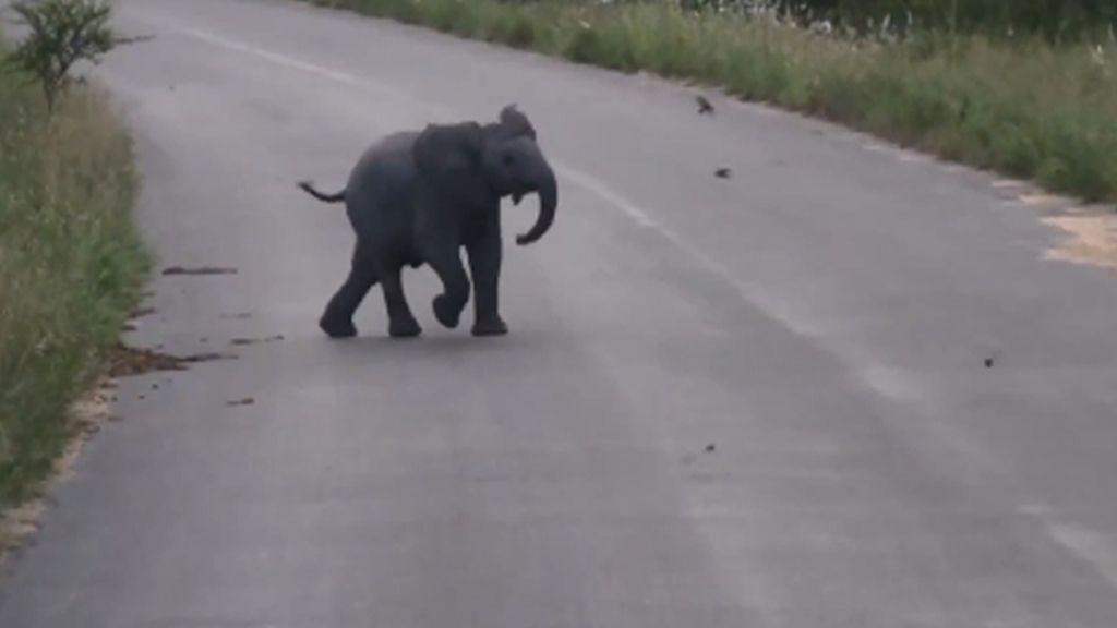 Un pequeño elefante y un grupo de pájaros se afanan en jugar al ‘gato y el ratón’