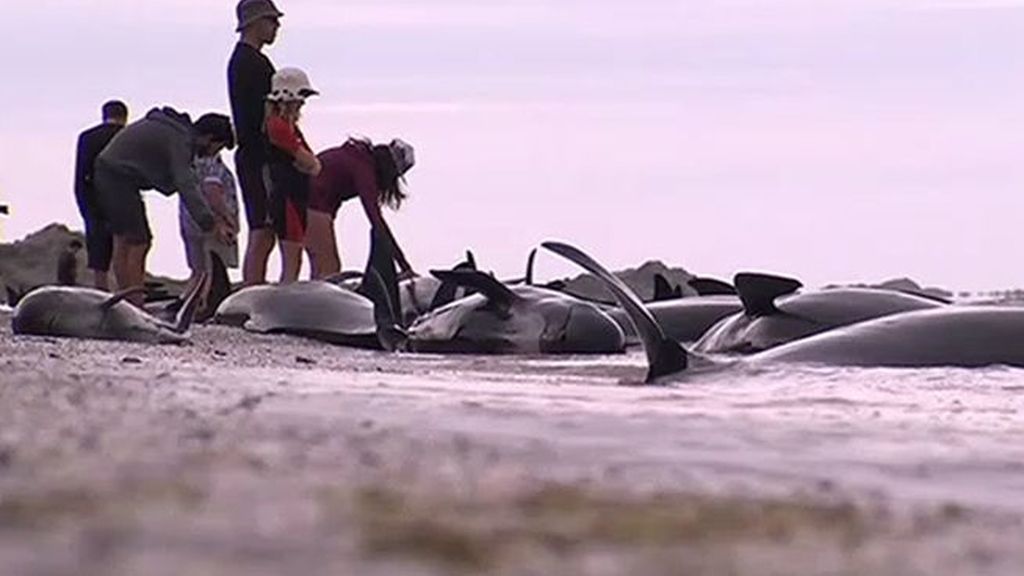 Voluntarios tratan de salvar a decenas de ballenas varadas en Nueva Zelanda