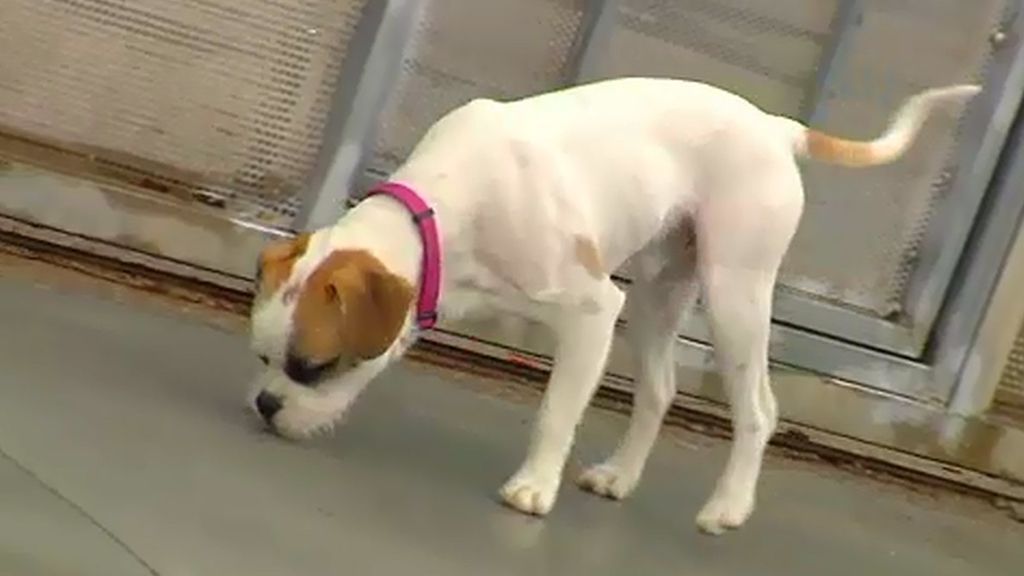 Casting de dueños para Kruggy, el perro que fue lanzado a una protectora