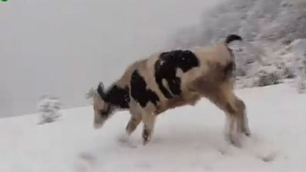 La felicidad en la nieve de vacas y toros