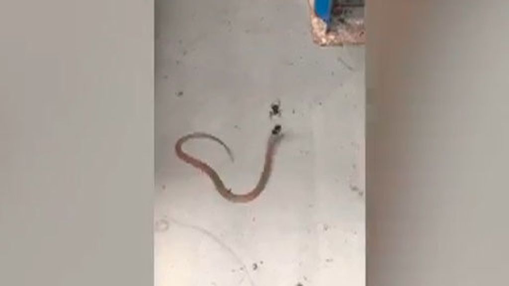 El duelo a muerte de una araña contra una serpiente